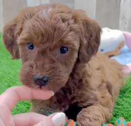 Mini Irish Doodle Puppies For Sale